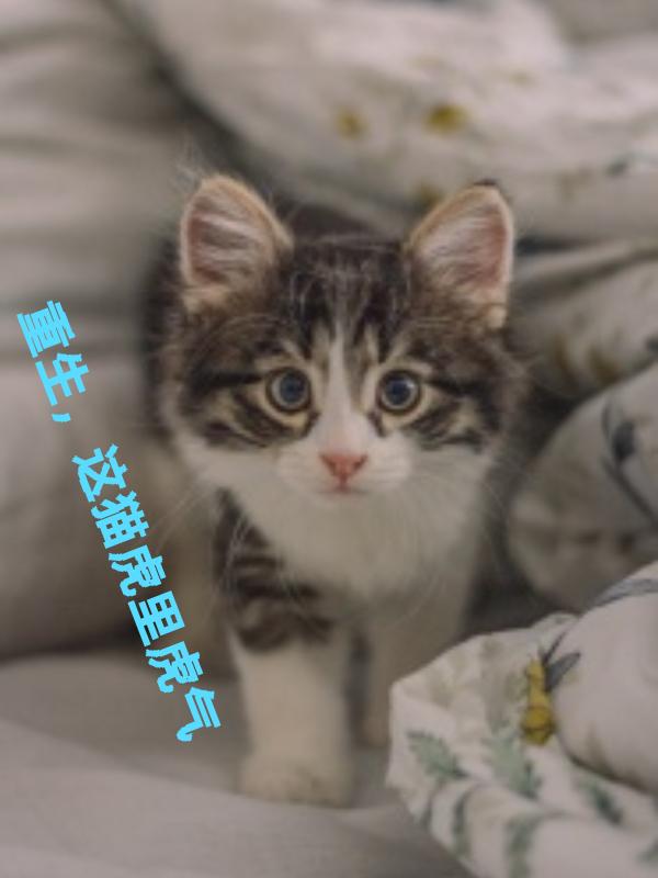 重生，这猫虎里虎气